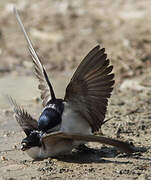 Western House Martin