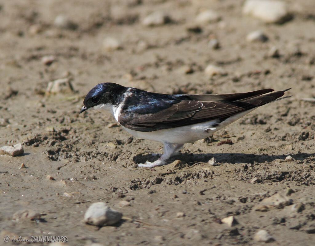 Common House Martin, identification