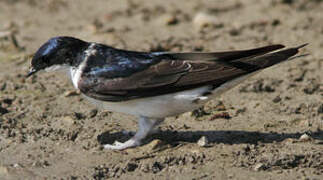 Western House Martin