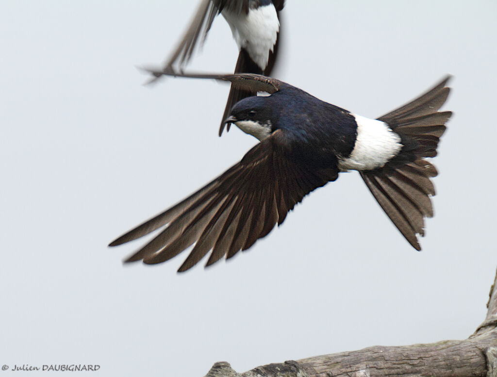 Common House Martin, Flight