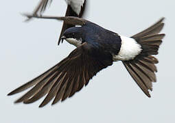 Common House Martin