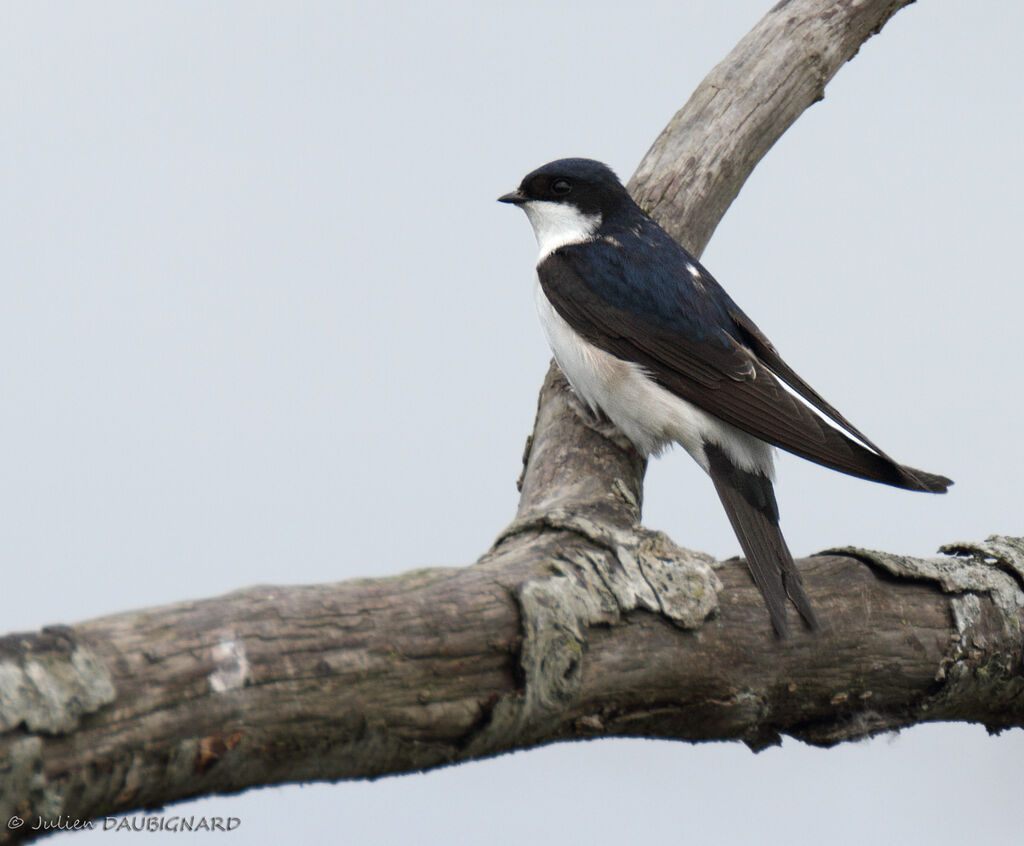 Hirondelle de fenêtre, identification