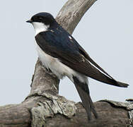 Western House Martin