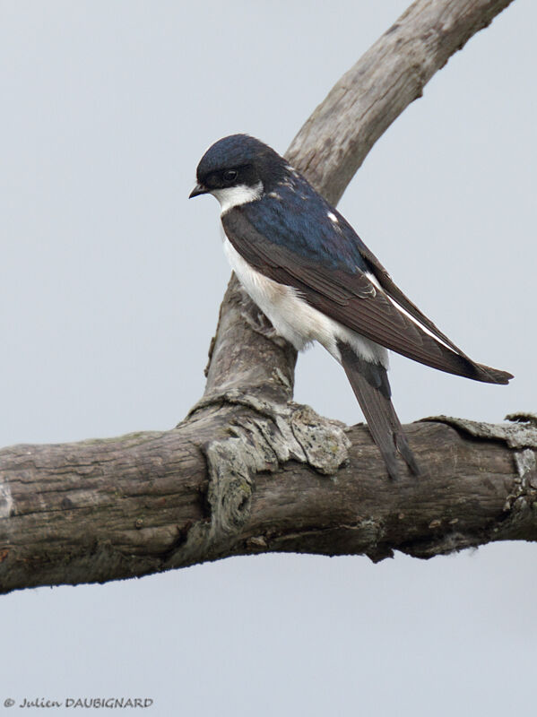 Western House Martin, identification