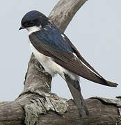 Western House Martin