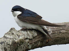 Western House Martin