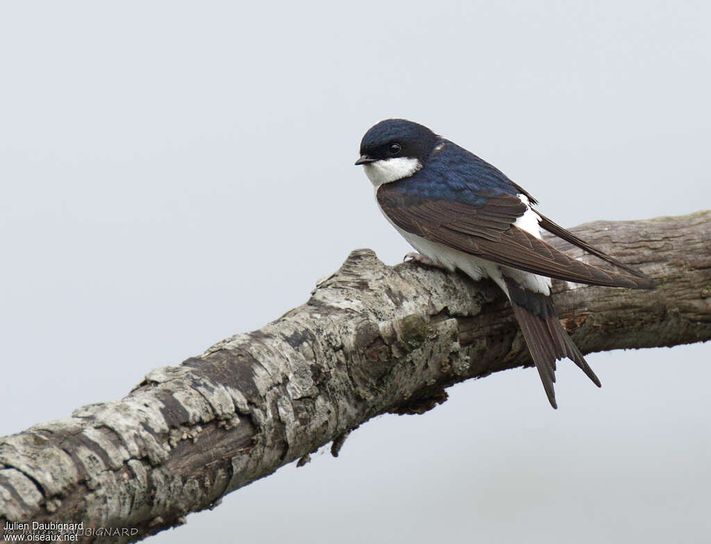 Common House Martinadult, identification