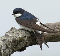 Western House Martin