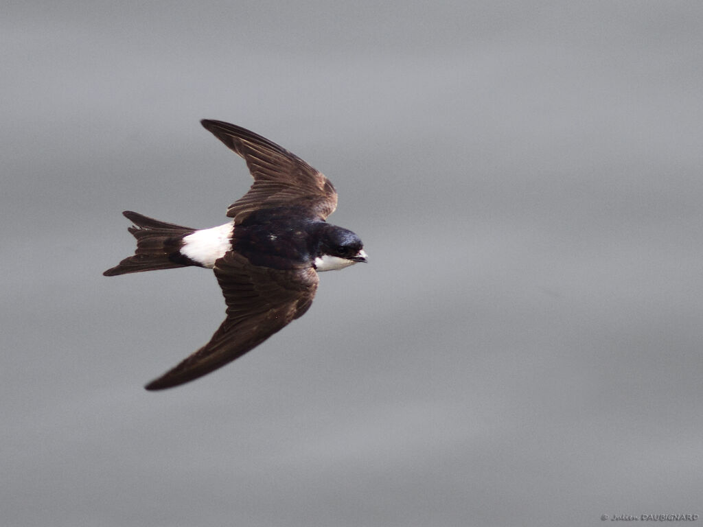 Western House Martinadult, Flight