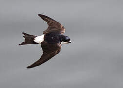 Common House Martin