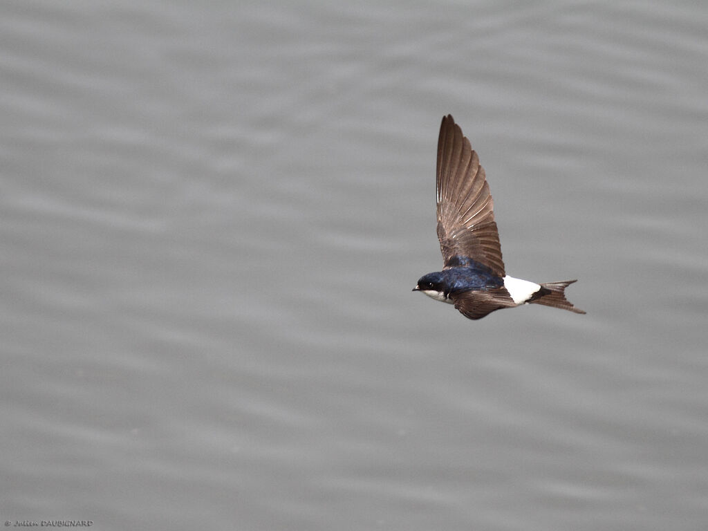 Western House Martinadult, Flight