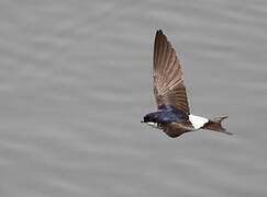 Common House Martin