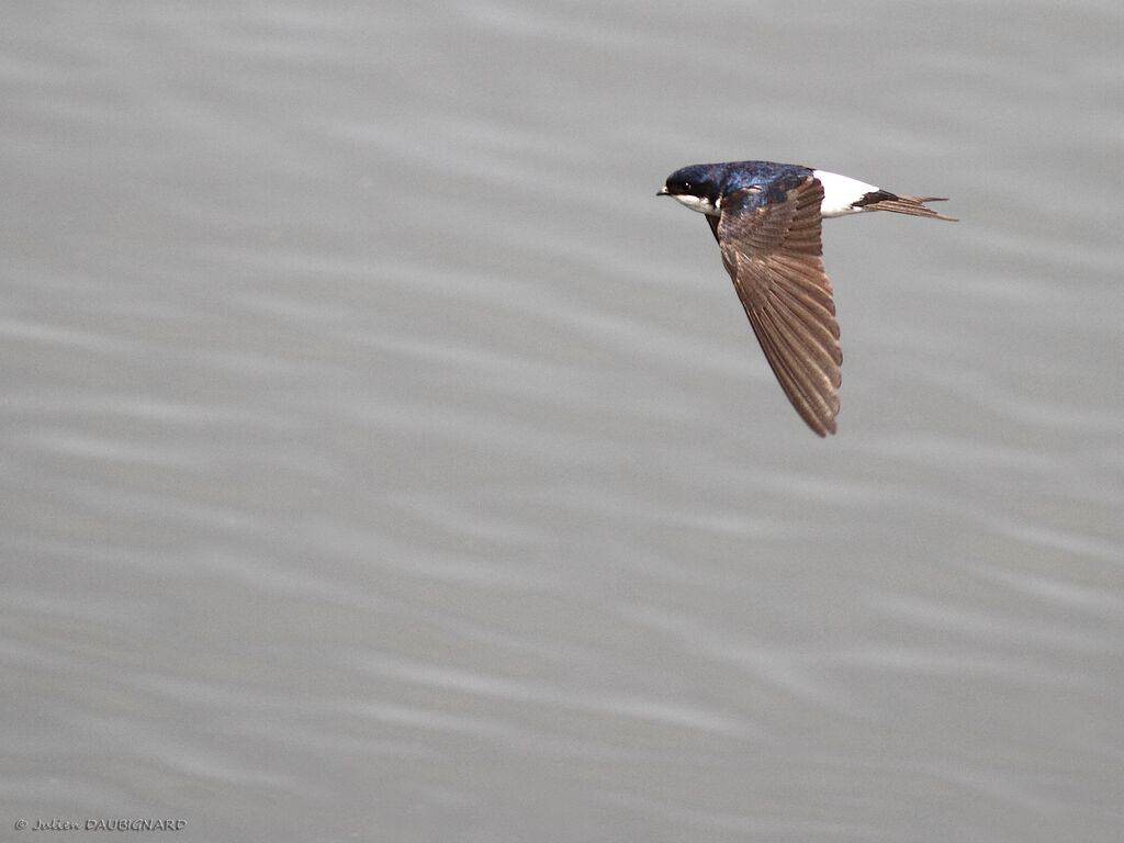 Western House Martinadult, Flight