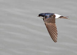 Western House Martin