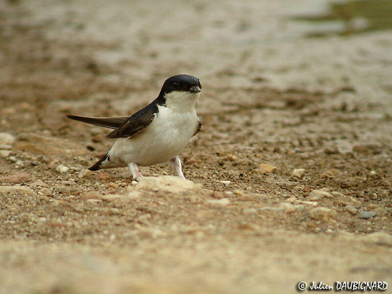 Western House Martin