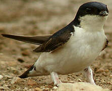 Western House Martin