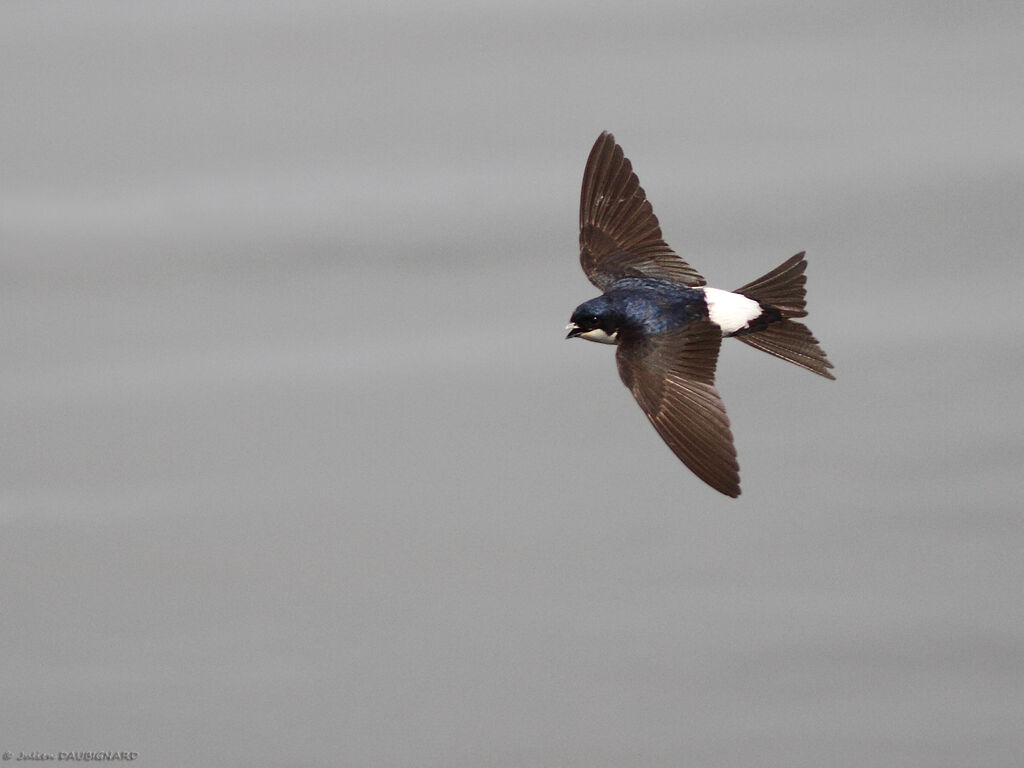 Common House Martinadult breeding, Flight