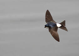 Western House Martin