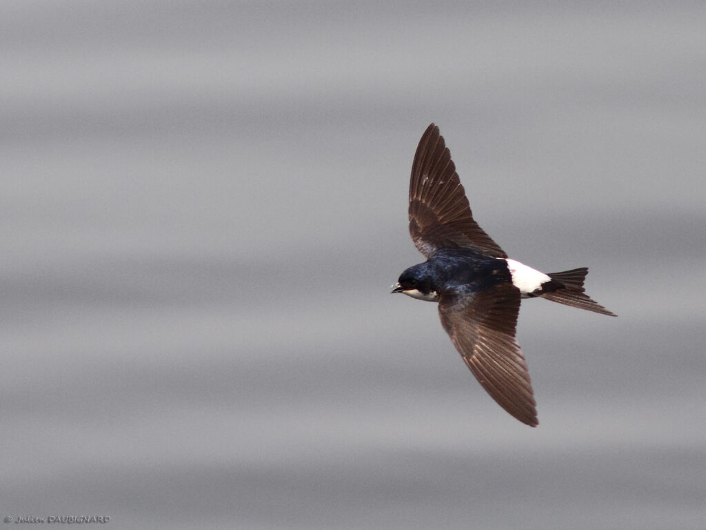 Common House Martinadult, Flight