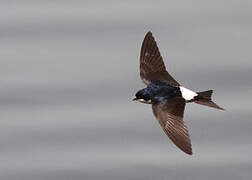 Western House Martin