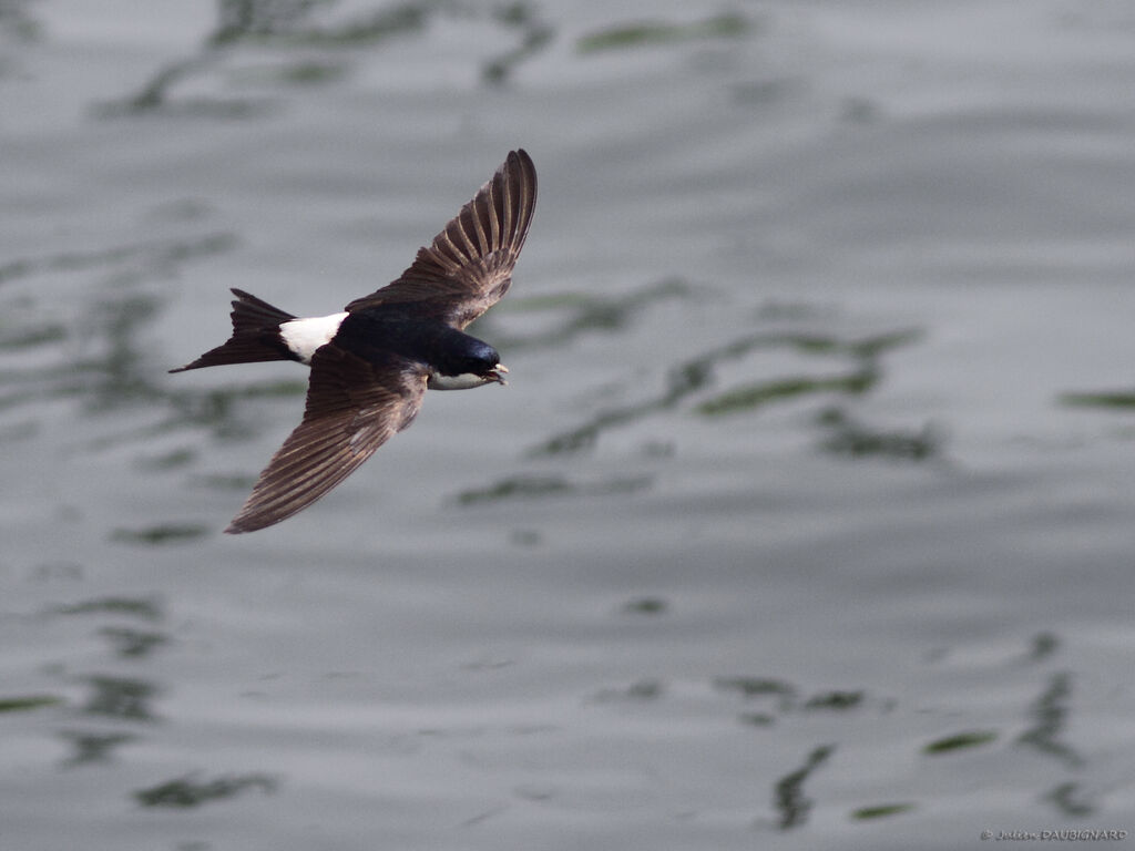 Common House Martinadult, Flight