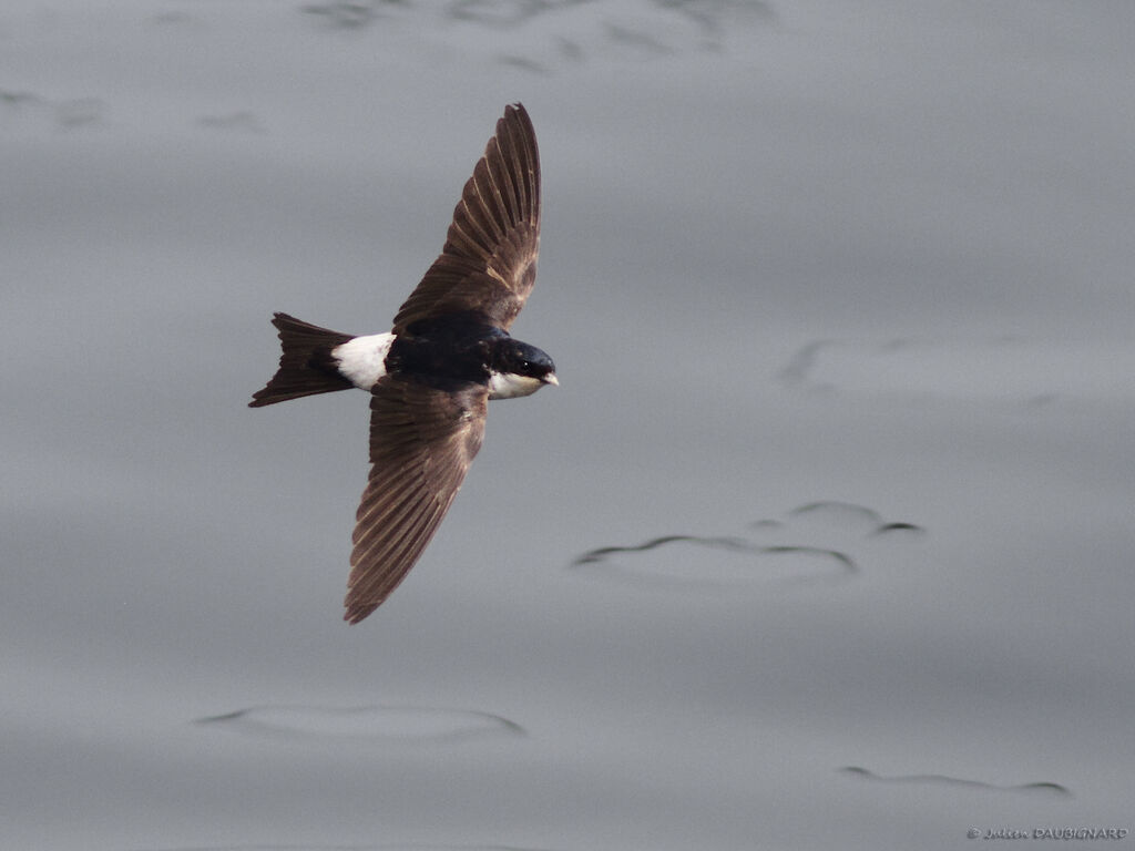 Common House Martinadult, Flight