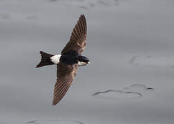 Western House Martin