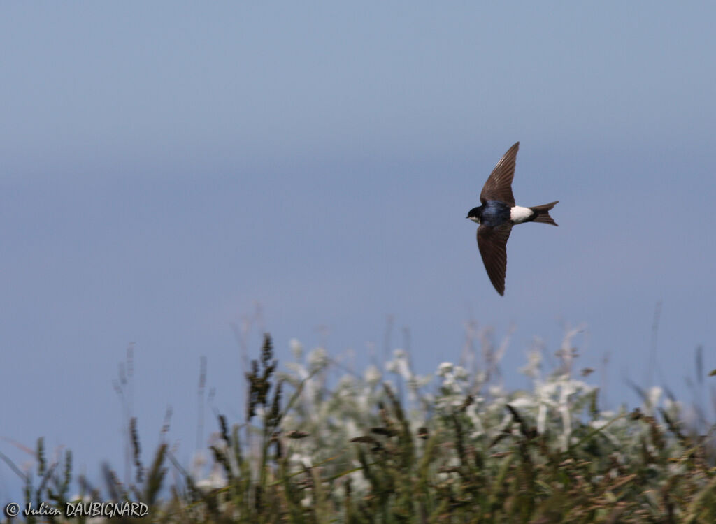 Western House Martinadult, Flight