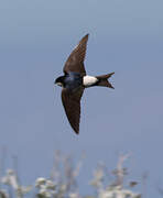 Western House Martin