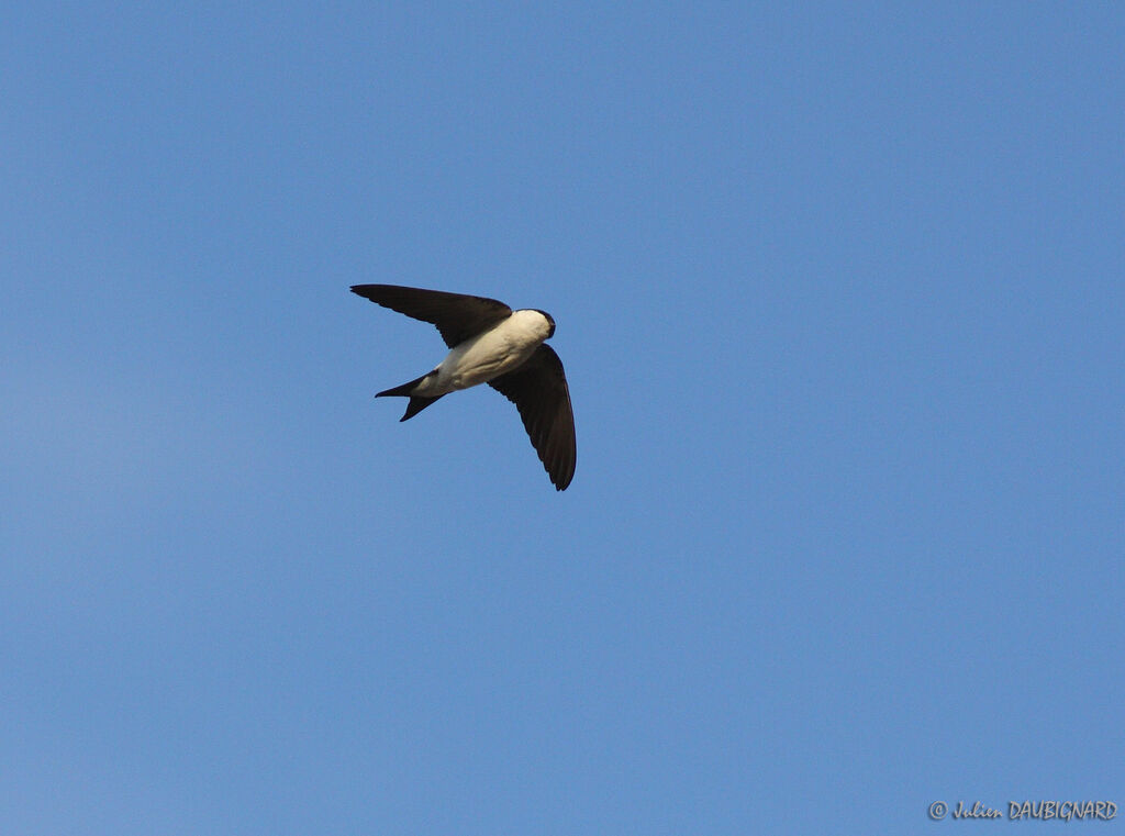 Western House Martin, Flight