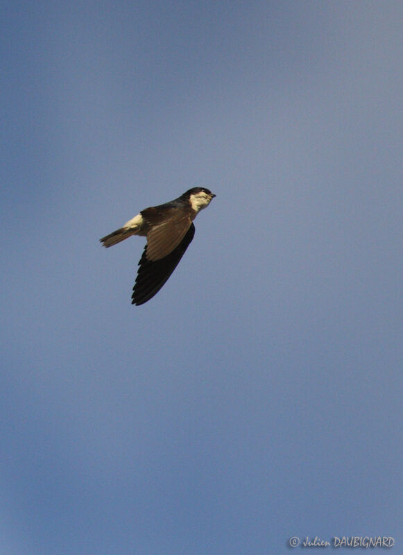 Common House Martin, Flight