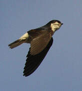 Common House Martin