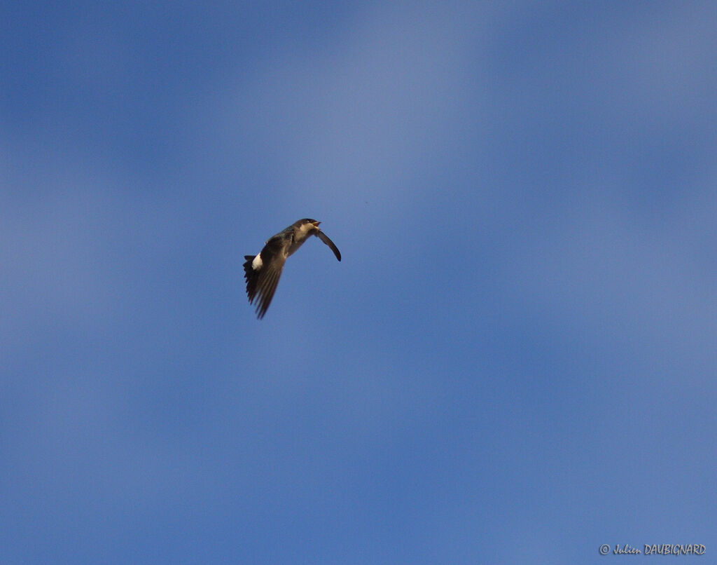 Western House Martin, Flight