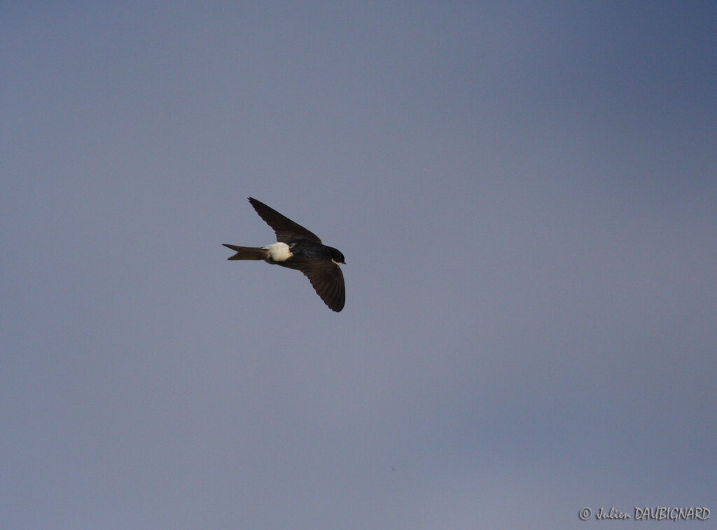 Western House Martin, Flight