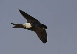 Common House Martin