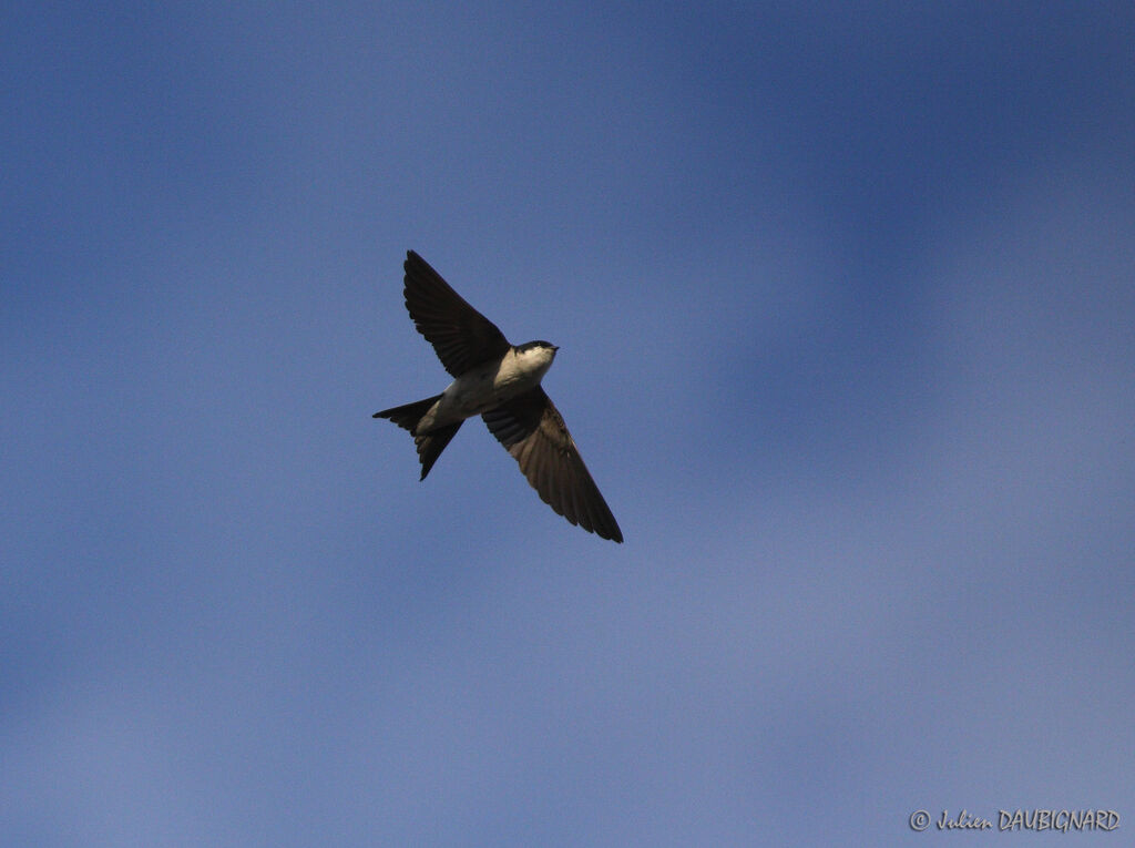 Western House Martin, Flight