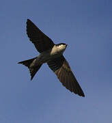 Western House Martin