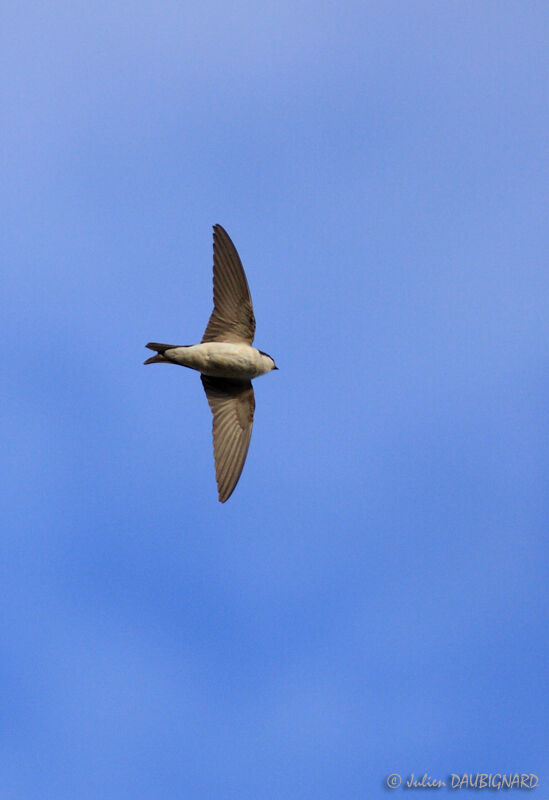 Western House Martin, Flight