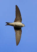 Common House Martin