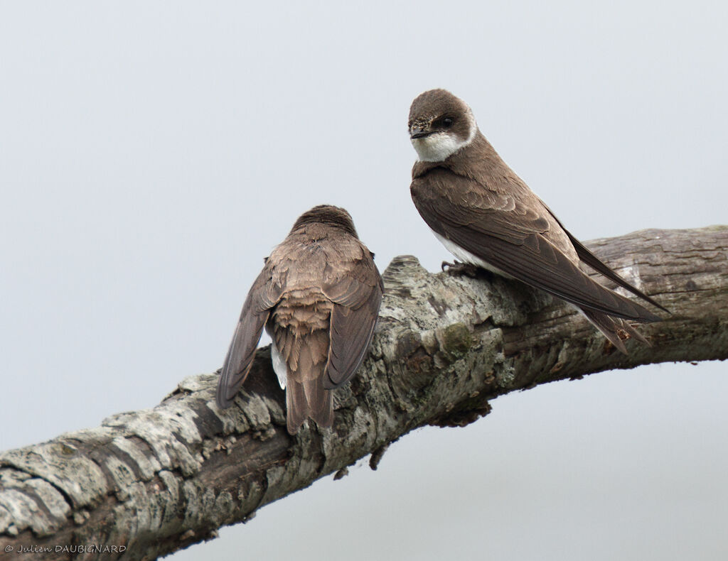 Sand Martin, identification