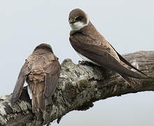 Sand Martin