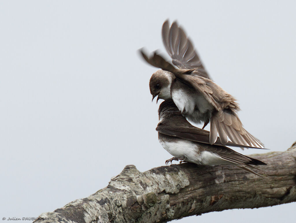 Sand Martin, identification