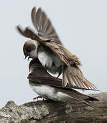 Sand Martin