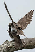 Sand Martin