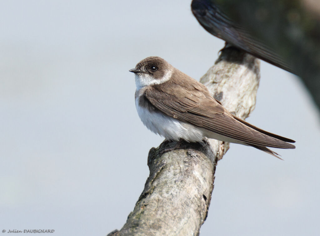 Hirondelle de rivage, identification