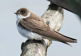 Sand Martin