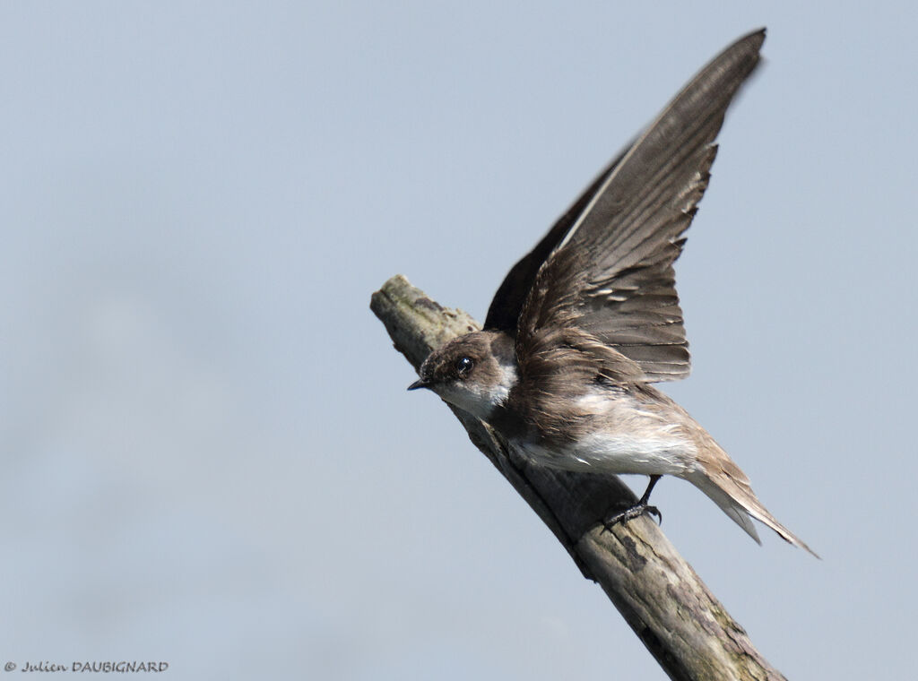 Sand Martin, identification