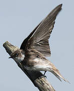 Sand Martin