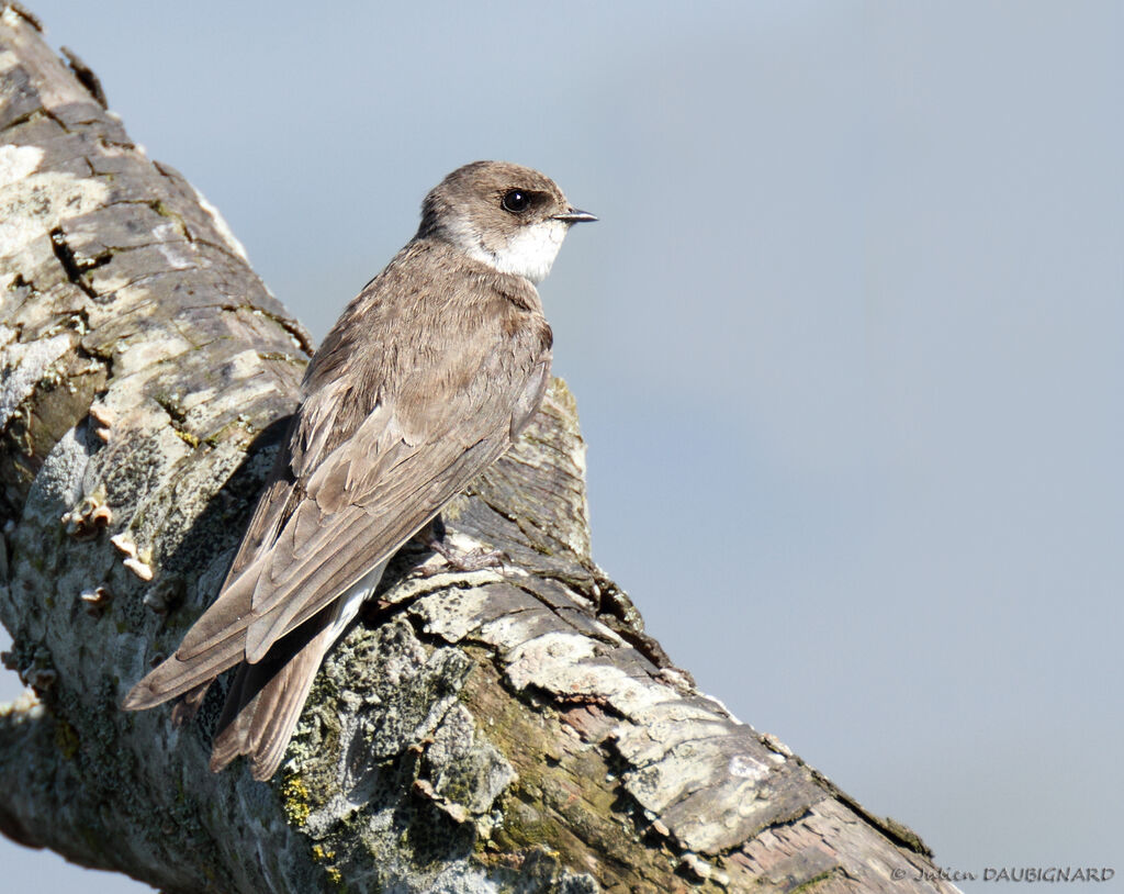 Sand Martin, identification