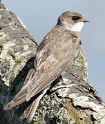 Sand Martin